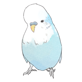 可愛いジャンボセキセイインコ【まめるりはことり】