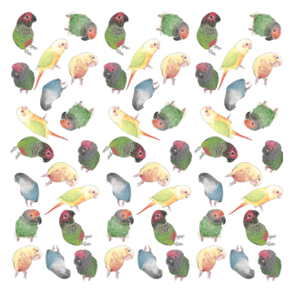 たっぷりウロコインコちゃん【まめるりはことり】