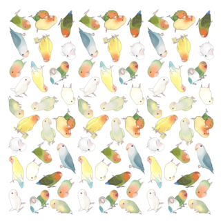 たっぷりラブバード(コザクラインコ・ボタンインコ)ちゃん【まめるりはことり】