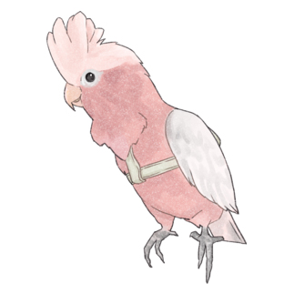 ご機嫌モモイロインコちゃん【まめるりはことり】