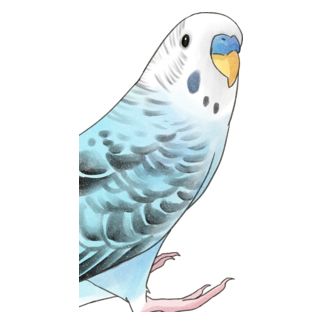 振りむきセキセイインコちゃん【まめるりはことり】