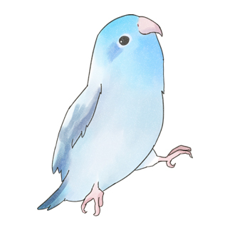 ご機嫌なマメルリハのるりちゃん【まめるりはことり】