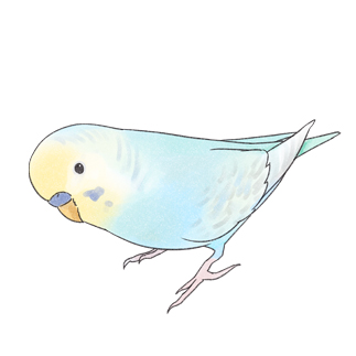 レインボーなセキセイインコちゃん【まめるりはことり】