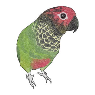 可愛いバライロビタイウロコインコちゃん【まめるりはことり】