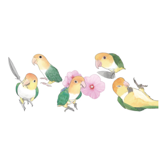 あつまれシロハラインコちゃん【まめるりはことり】