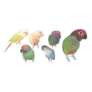 あつまれウロコインコちゃん【まめるりはことり】