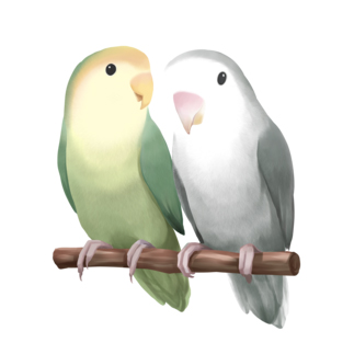 コザクラインコ　モーブとオリーブ【まめるりはことり】