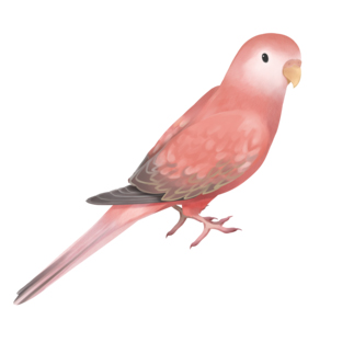 アキクサインコ　ピンク【まめるりはことり】