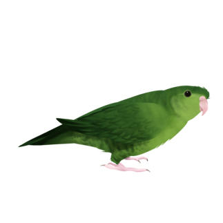 サザナミインコ　グリーン【まめるりはことり】