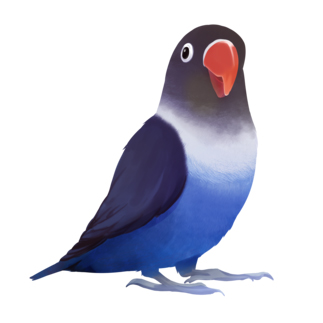 ボタンインコ　おすましコバルトブルー【まめるりはことり】