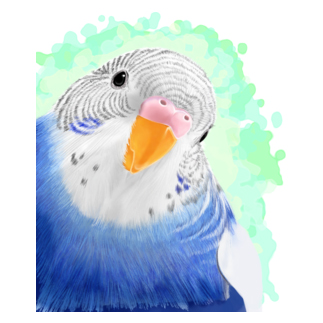 セキセイインコ　オパーリン大【まめるりはことり】