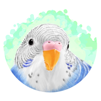 セキセイインコ　オパーリン【まめるりはことり】