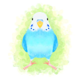 セキセイインコのブルー【まめるりはことり】