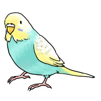 ごきげんセキセイインコ【まめるりはことり】