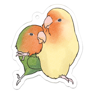 可愛いコザクラインコのゆずちゃん&すだちちゃん【まめるりはことり】