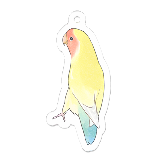 可愛いコザクラインコのキキちゃん【まめるりはことり】