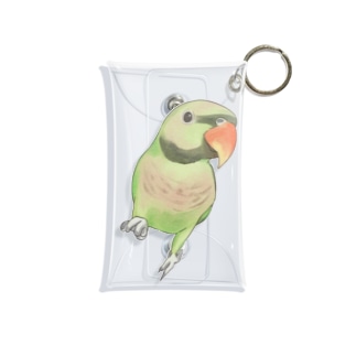 ご機嫌なダルマインコちゃん【まめるりはことり】