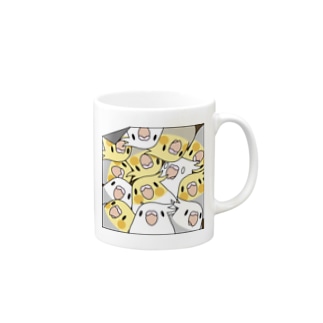 三密です！むちむちオカメインコさん【まめるりはことり】