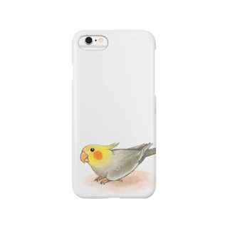 オカメインコ　レキ【まめるりはことり】