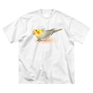 オカメインコ　レキ【まめるりはことり】