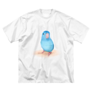 ブルーマメルリハ【まめるりはことり】