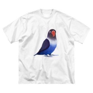 ボタンインコ　おすましコバルトブルー【まめるりはことり】