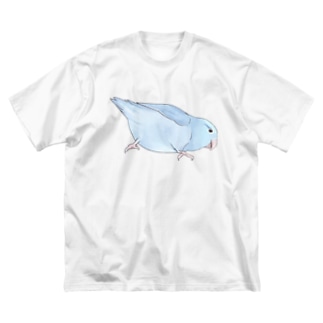 マメルリハ　もちふりちゃん【まめるりはことり】