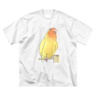 得意げ可愛い　コザクラインコちゃん【まめるりはことり】