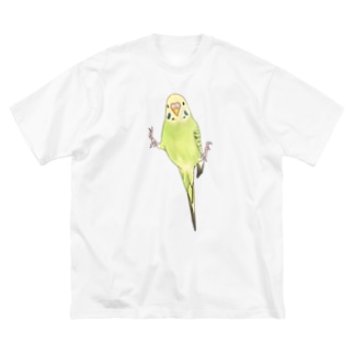 ピタッとセキセイインコちゃん【まめるりはことり】