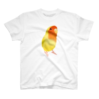 コザクラインコ　おすましルチノー【まめるりはことり】