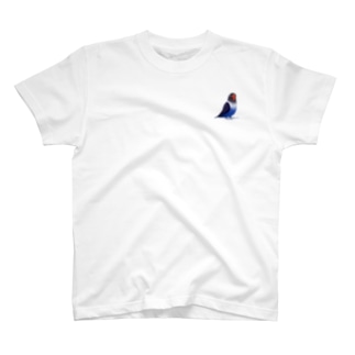 ボタンインコ　おすましコバルトブルー【まめるりはことり】