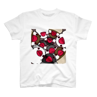 みっちりむっちり過密文鳥さん【まめるりはことり】