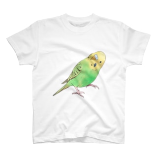 首傾げセキセイインコ　ピーちゃん【まめるりはことり】