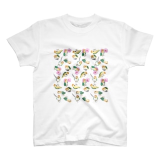 たっぷりシロハラインコちゃん【まめるりはことり】