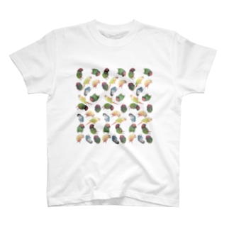 たっぷりウロコインコちゃん【まめるりはことり】