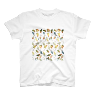 たっぷりラブバード（コザクラインコ・ボタンインコ）ちゃん【まめるりはことり】