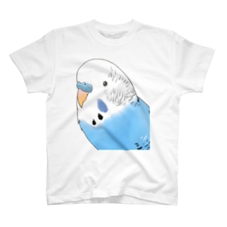 見つめるセキセイインコちゃん【まめるりはことり】